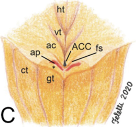 Triangolo inferiore del quarto ventricolo