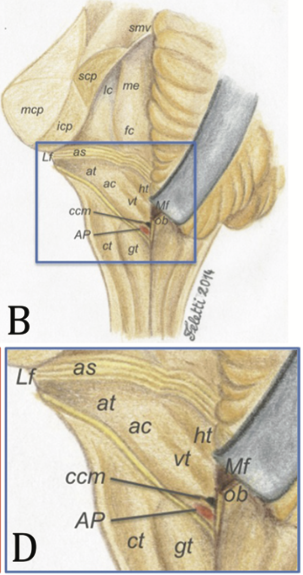 Area postrema – vista dorsale